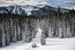 A catski driving through a dense evergreen forest covered in snow.